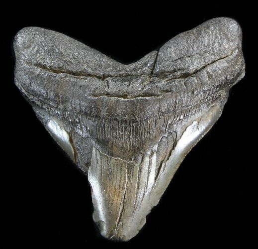 Bargain, Megalodon Tooth - South Carolina #38745